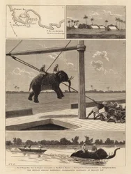 Die belgische Afrika-Expedition, Ausschiffung von Elefanten in der Msasani-Bucht